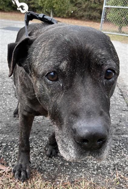 THOR, Adoptable, Adult Male Labrador Retriever & Pit Bull Terrier.