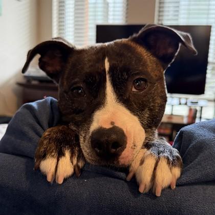 Minnow, Adoptable, Adult Female Mixed Breed & Mixed Breed.