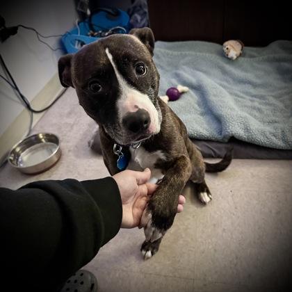 Enlarge Minnow, a Adoptable mixed breed in Richmond, VA image 3/6