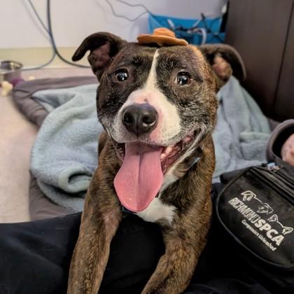 Enlarge Minnow, a Adoptable mixed breed in Richmond, VA image 4/6