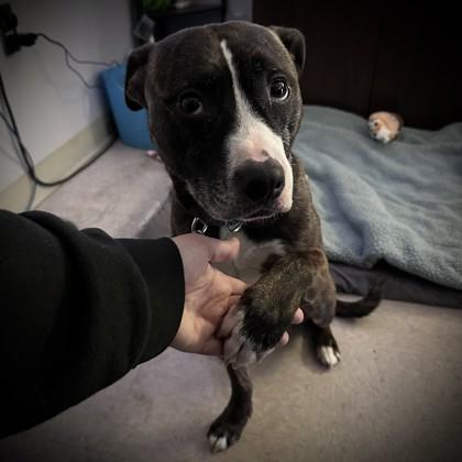 Enlarge Minnow, a Adoptable mixed breed in Richmond, VA image 5/6