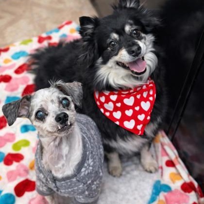 Drake & Maye, ADOPTABLE, Senior Male Mixed Breed.