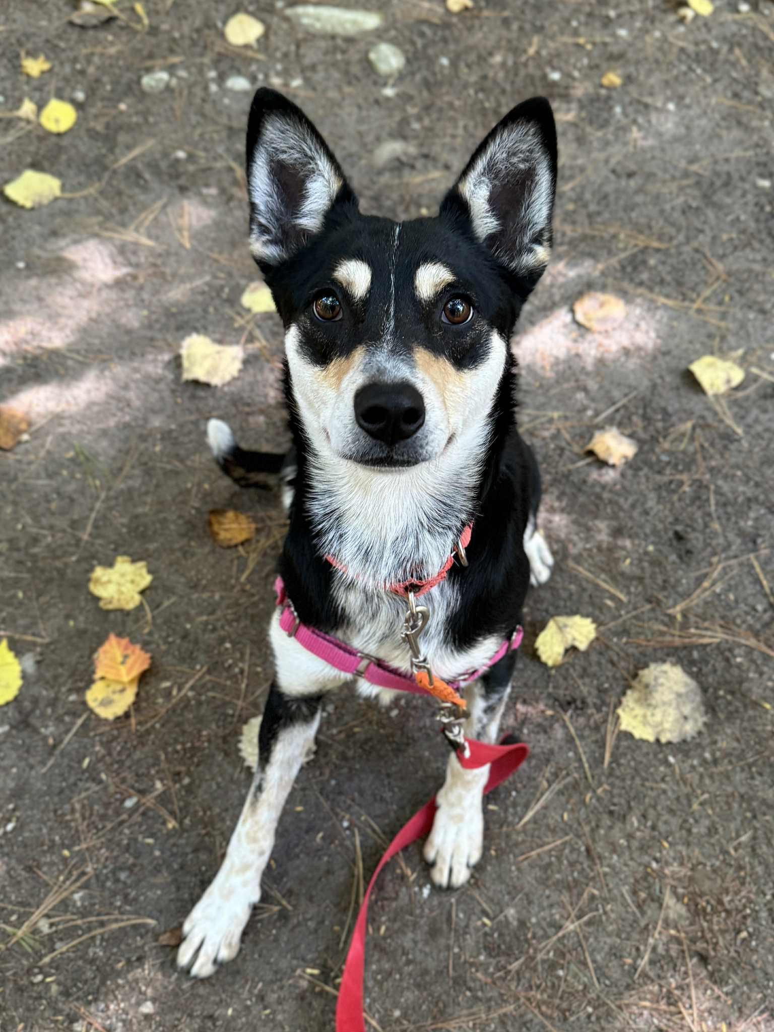 Lexi, adoptable, Adult Female Cattle Dog.
