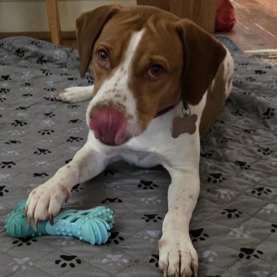 Enlarge Sweet Sassy, a ADOPTABLE mixed breed in Reston, VA image 5/6