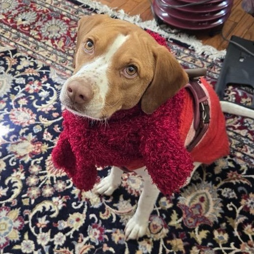 Enlarge Sweet Sassy, a ADOPTABLE mixed breed in Reston, VA image 1/6