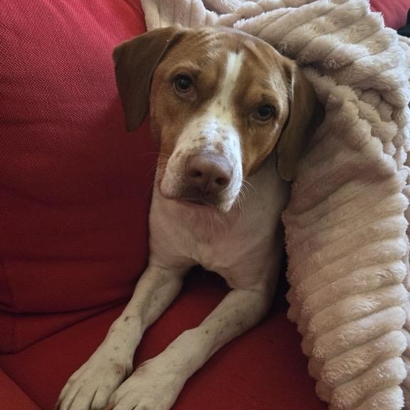 Enlarge Sweet Sassy, a ADOPTABLE mixed breed in Reston, VA image 3/6