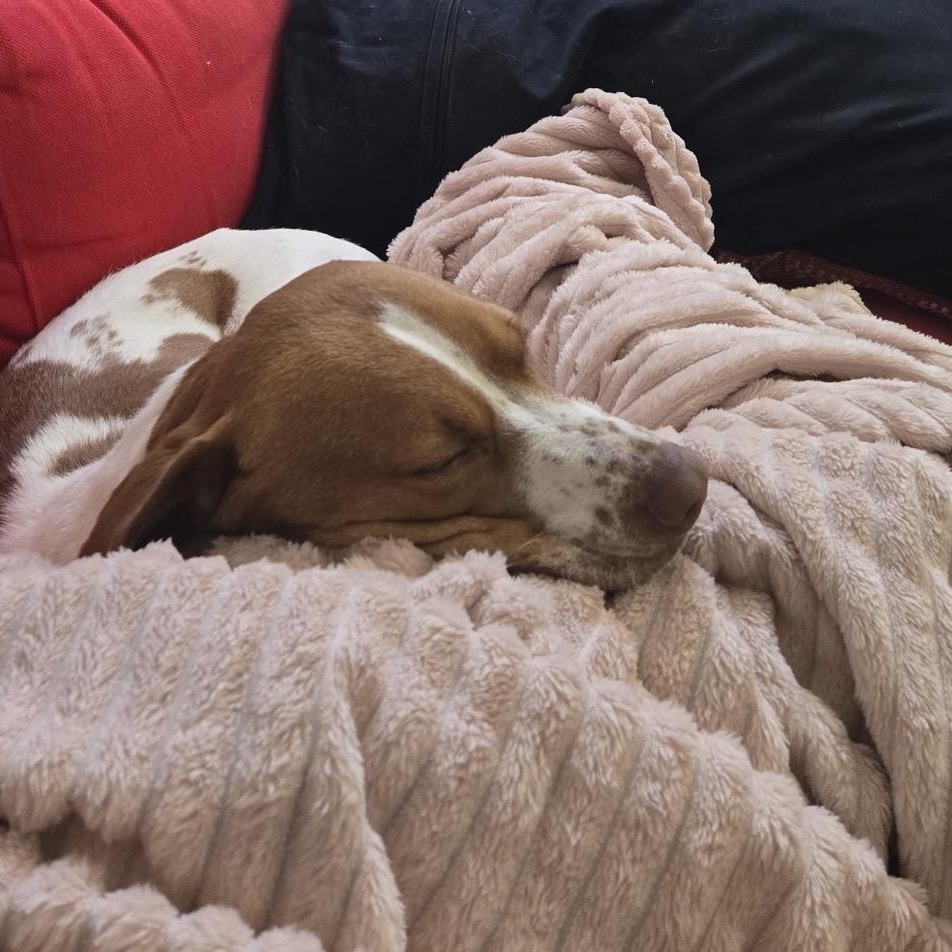 Enlarge Sweet Sassy, a ADOPTABLE mixed breed in Reston, VA image 2/6