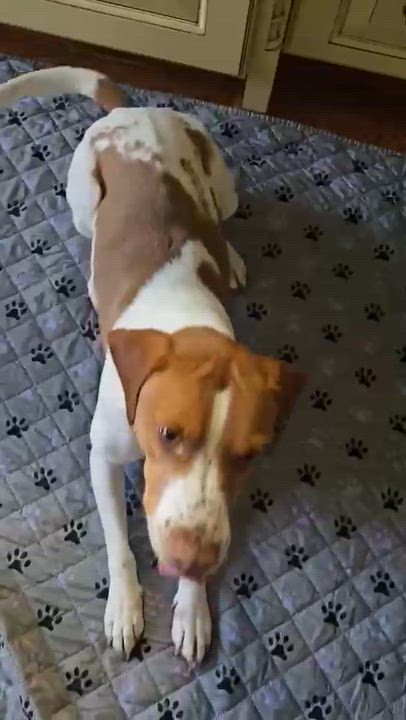 Enlarge Sweet Sassy, a ADOPTABLE mixed breed in Reston, VA video 4/6