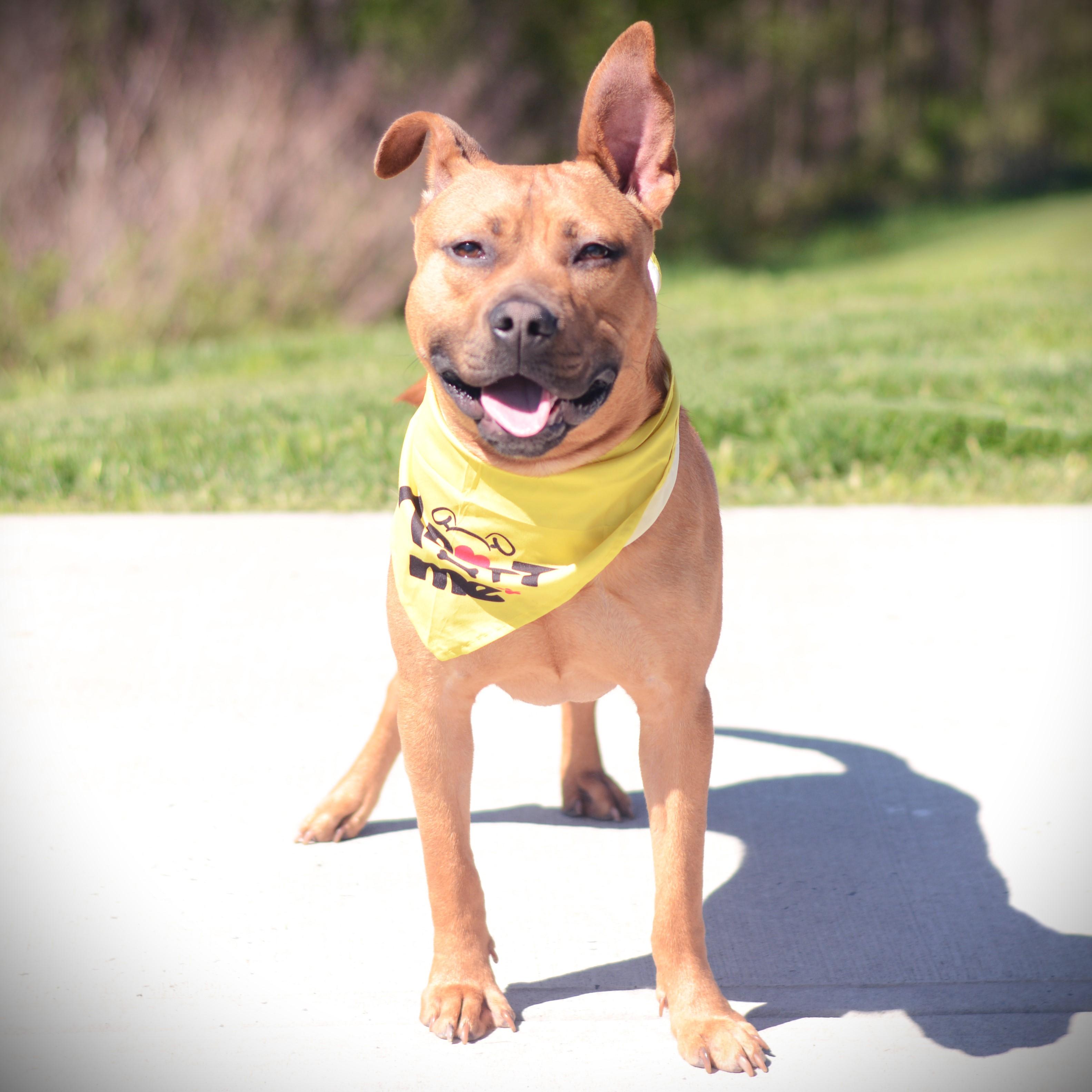 Enlarge Mckinley, an adoptable mixed breed in Amsterdam, NY image 6/6