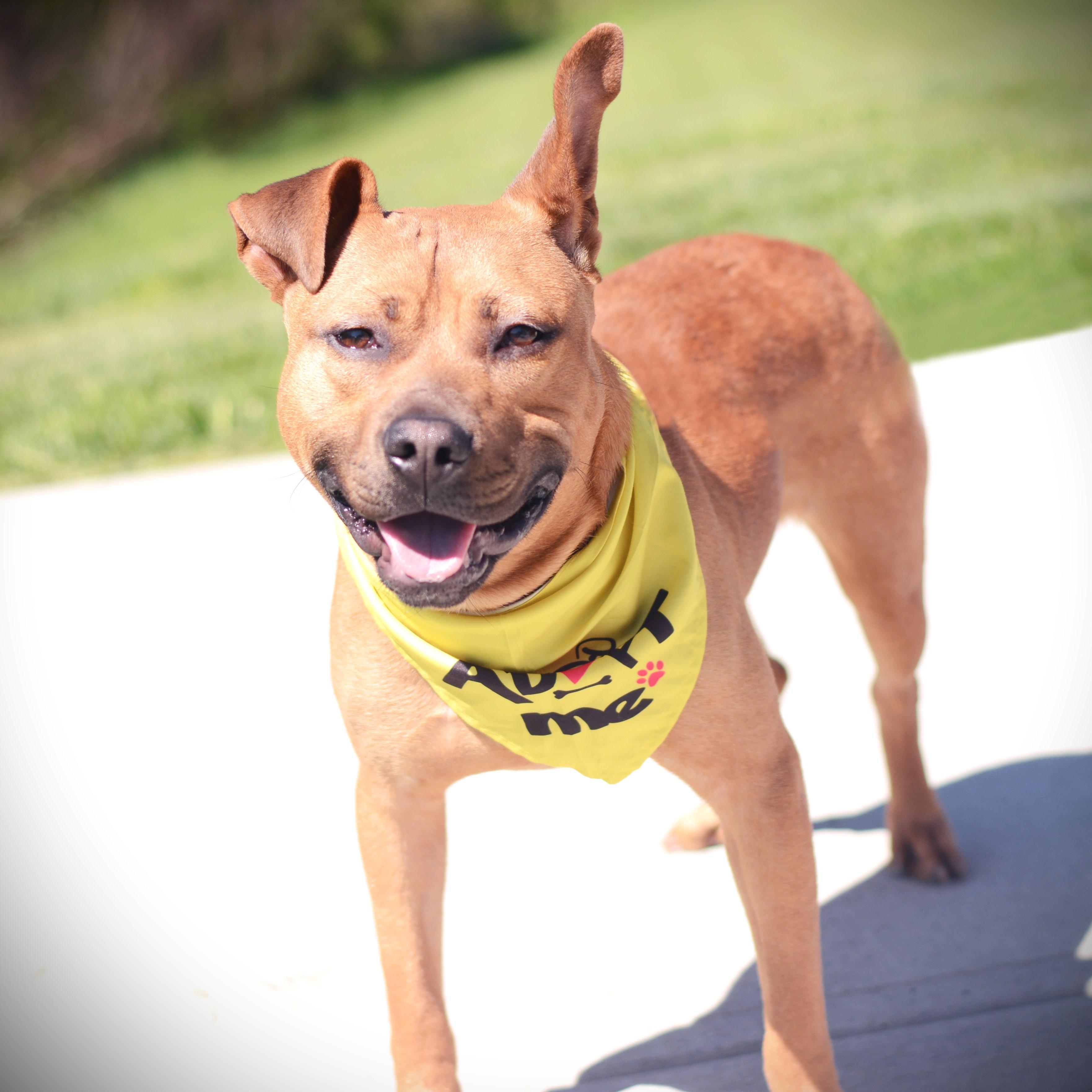 Enlarge Mckinley, an adoptable mixed breed in Amsterdam, NY image 1/6