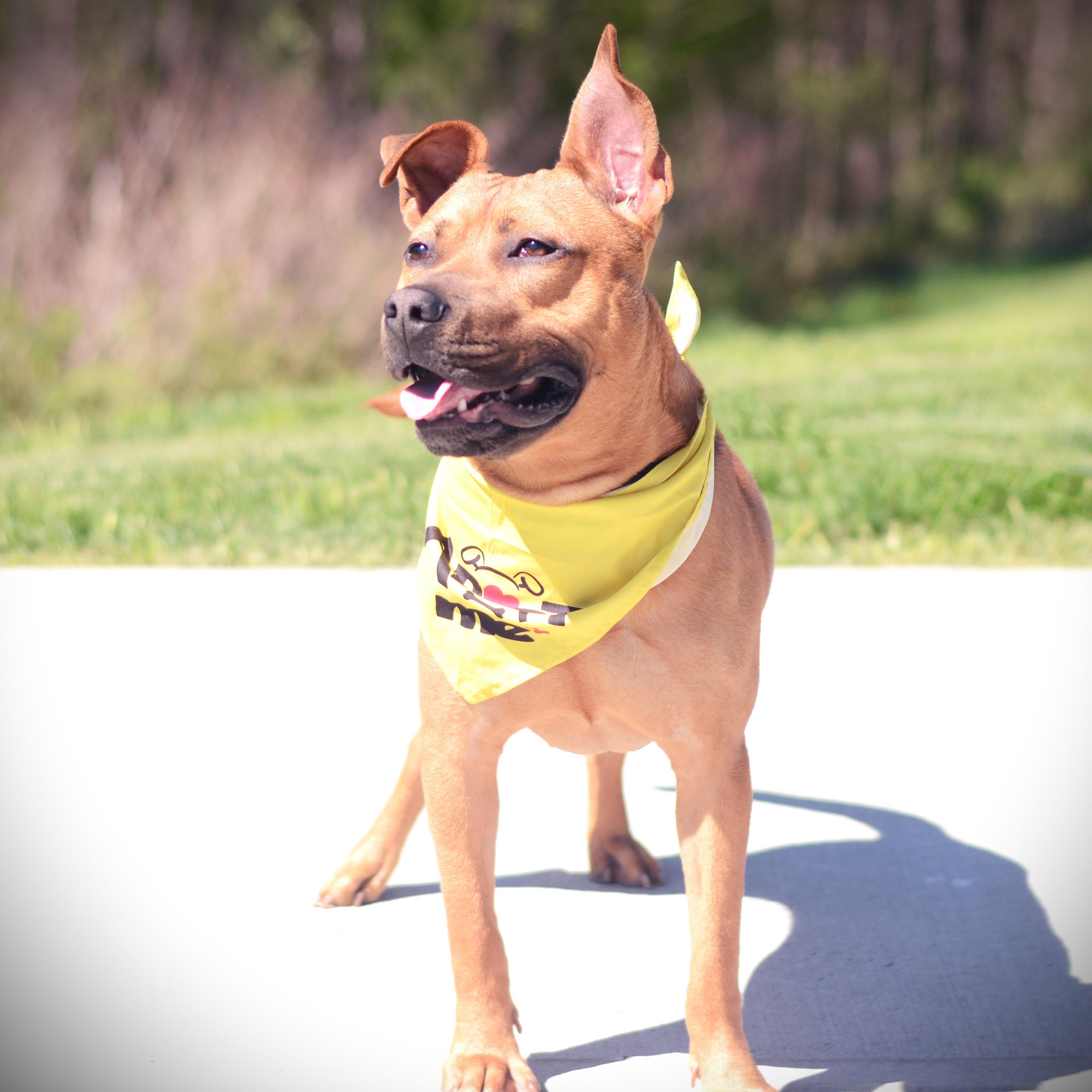 Enlarge Mckinley, an adoptable mixed breed in Amsterdam, NY image 4/6