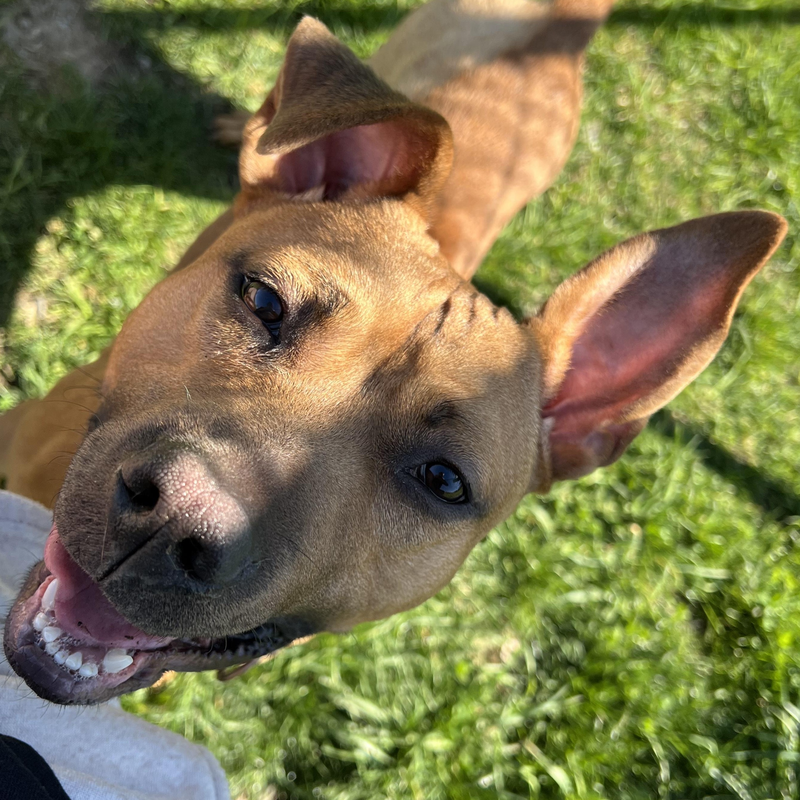 Enlarge Mckinley, an adoptable mixed breed in Amsterdam, NY image 3/6