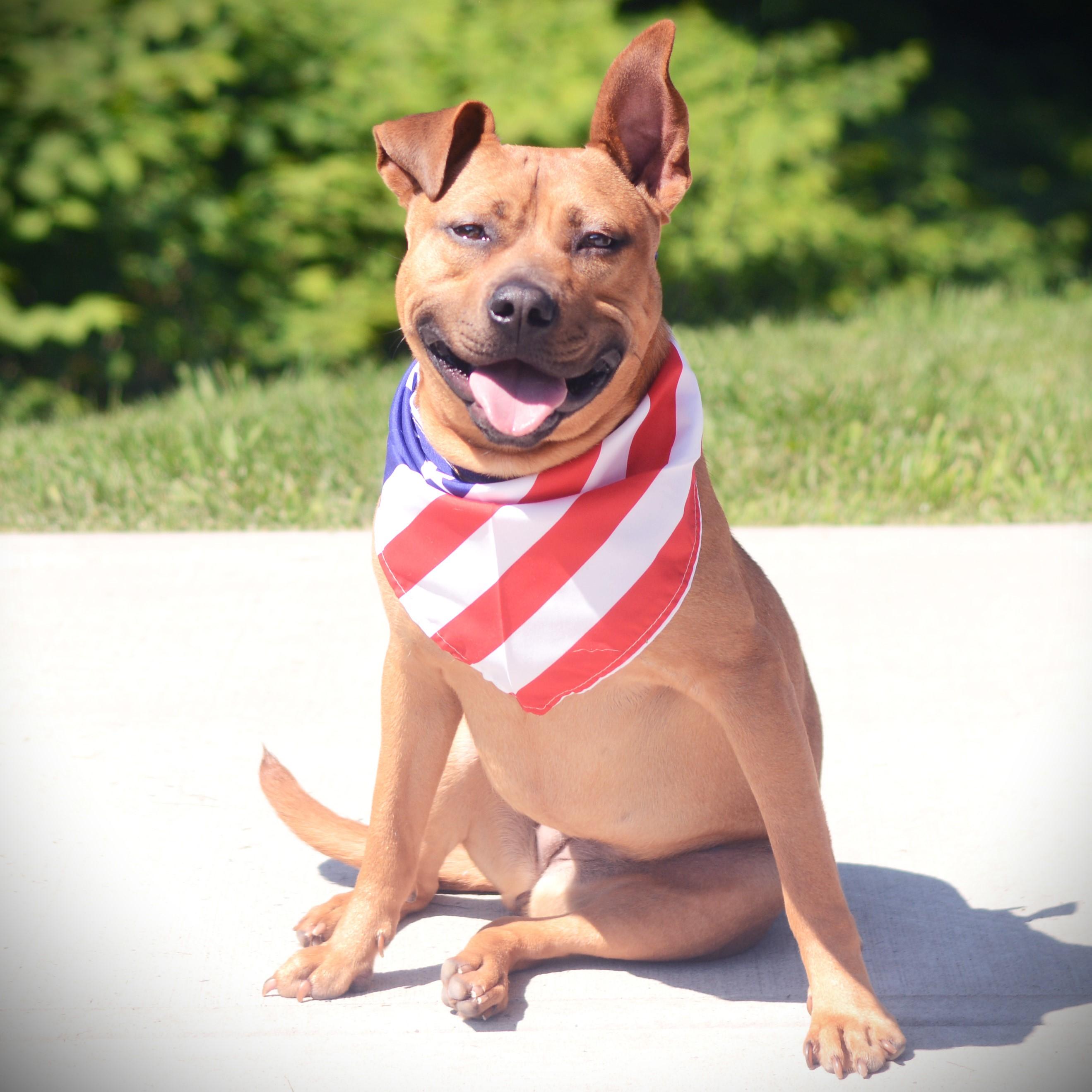 Mckinley, an adoptable mixed breed in Amsterdam, NY image 1/6