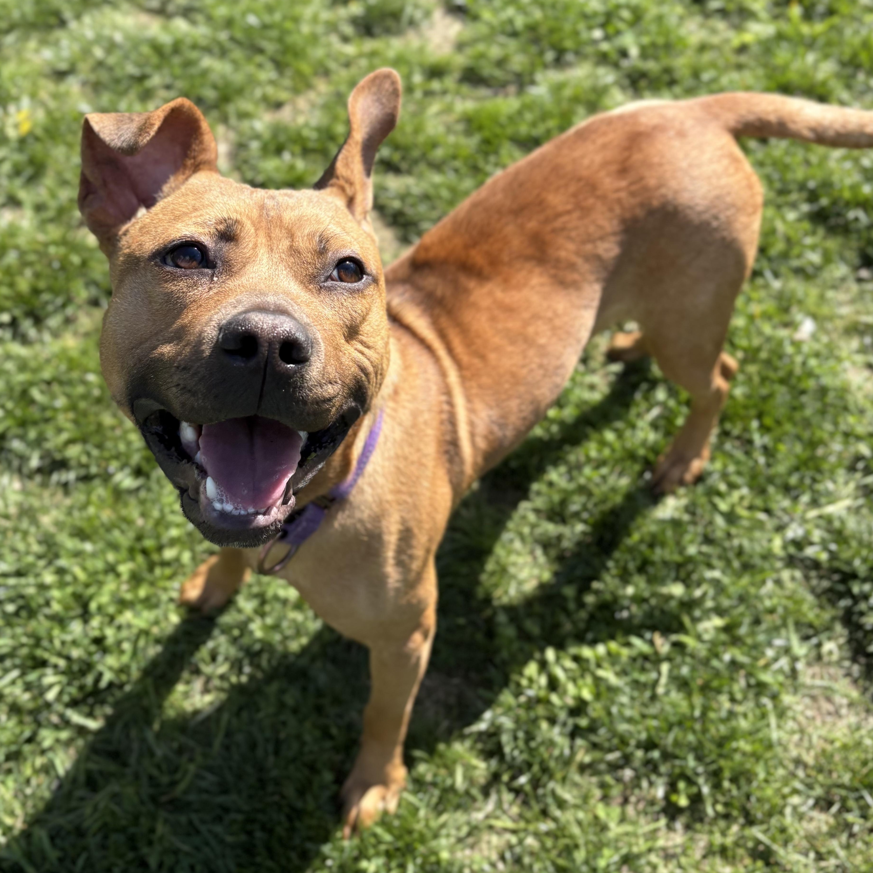 Enlarge Mckinley, an adoptable mixed breed in Amsterdam, NY image 2/6
