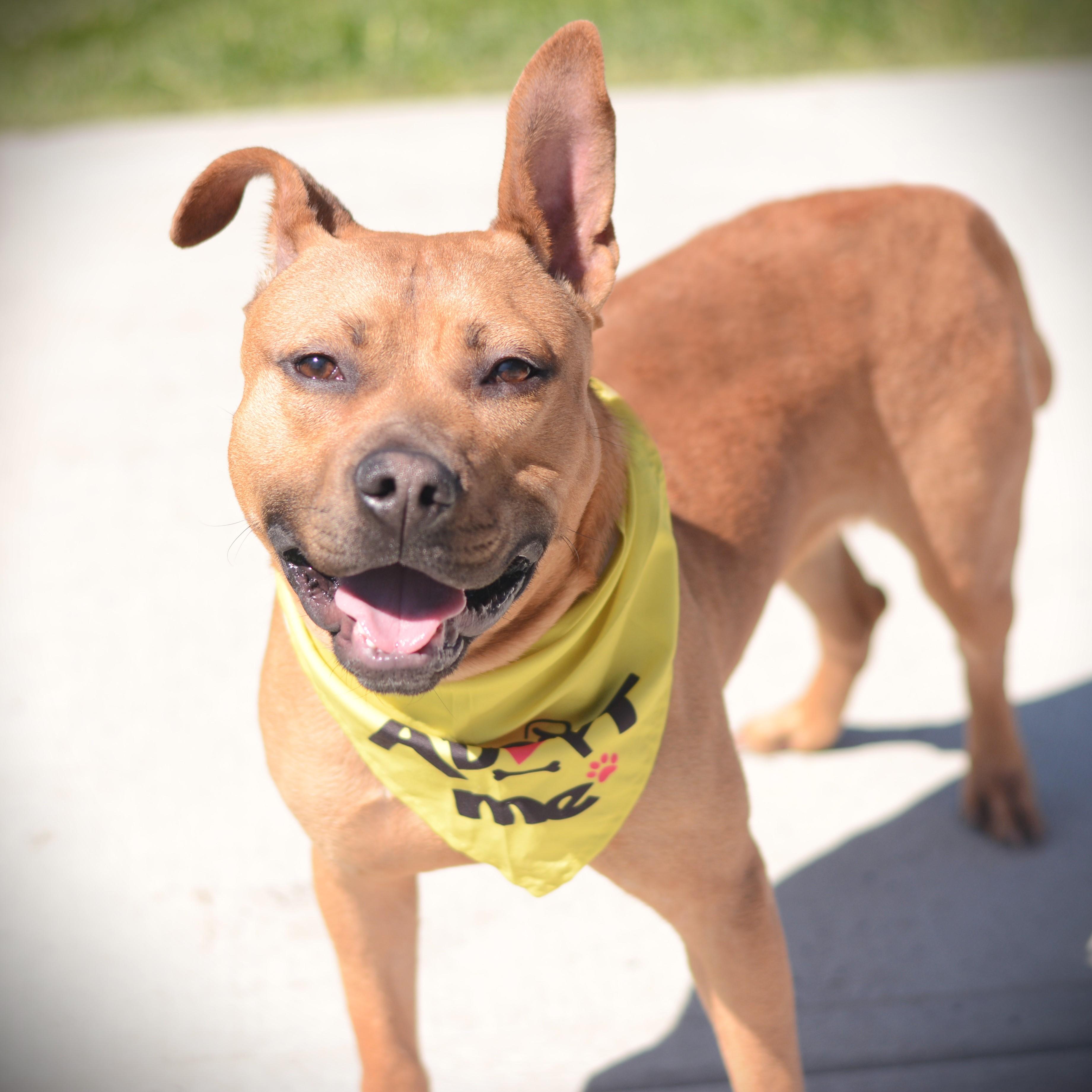 Enlarge Mckinley, an adoptable mixed breed in Amsterdam, NY image 5/6
