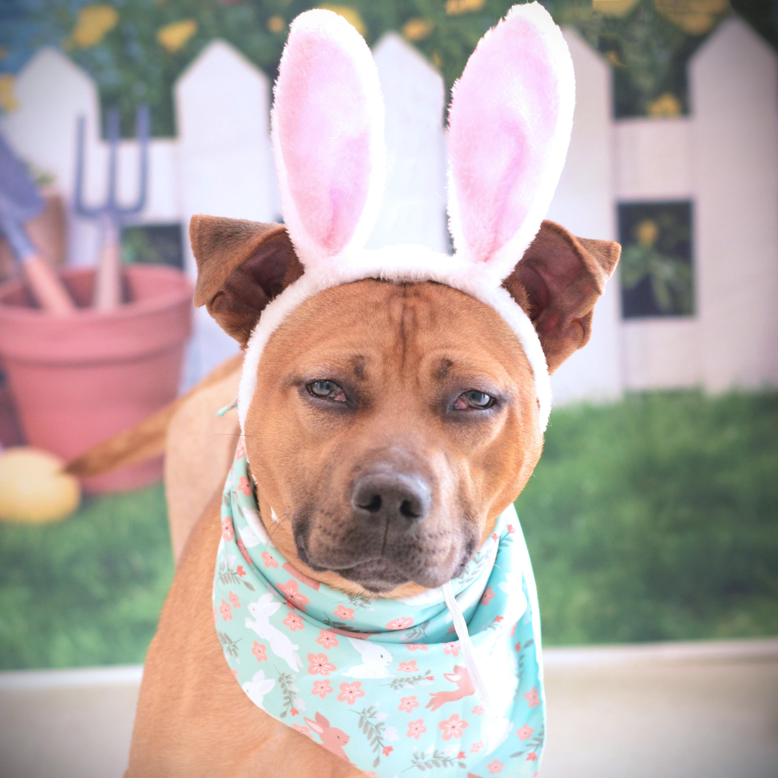 Enlarge Mckinley, an adoptable mixed breed in Amsterdam, NY image 1/2