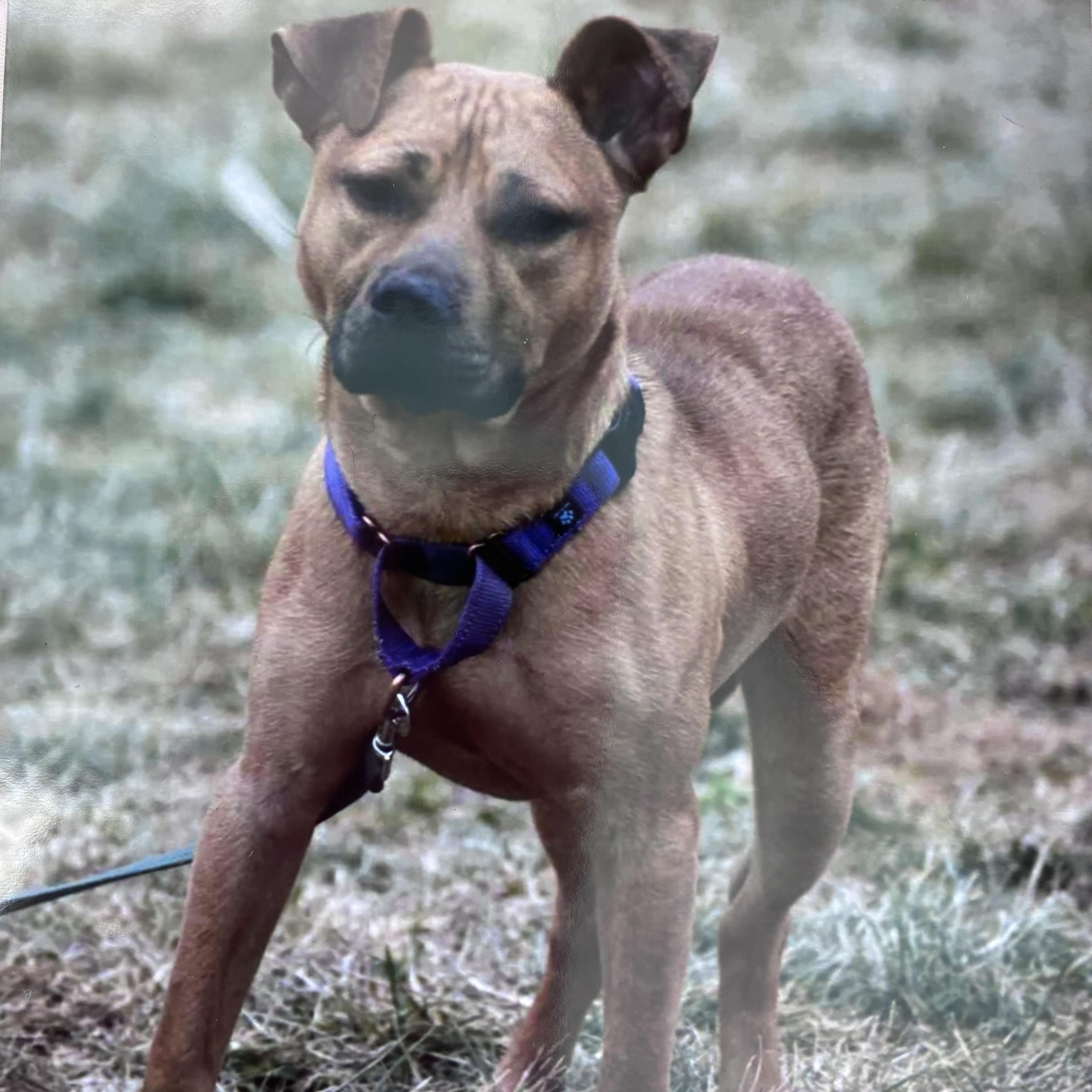 Enlarge Mckinley, an adoptable mixed breed in Amsterdam, NY image 2/2