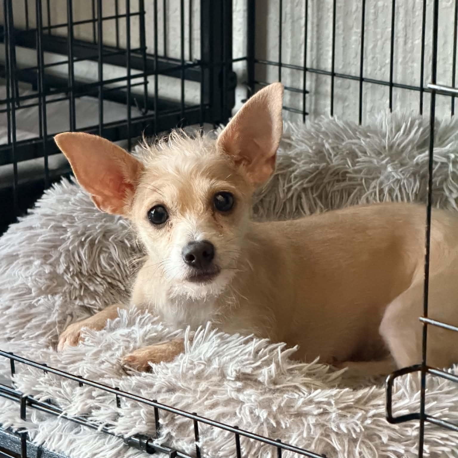 Maxine, adopted, Adult Female Chihuahua & Terrier.