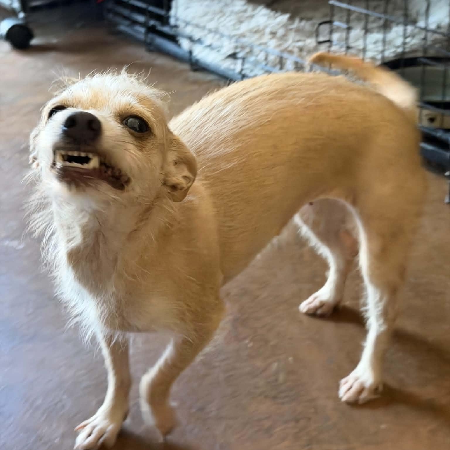 Enlarge Maxine, an adopted mixed breed in Justin, TX image 2/3