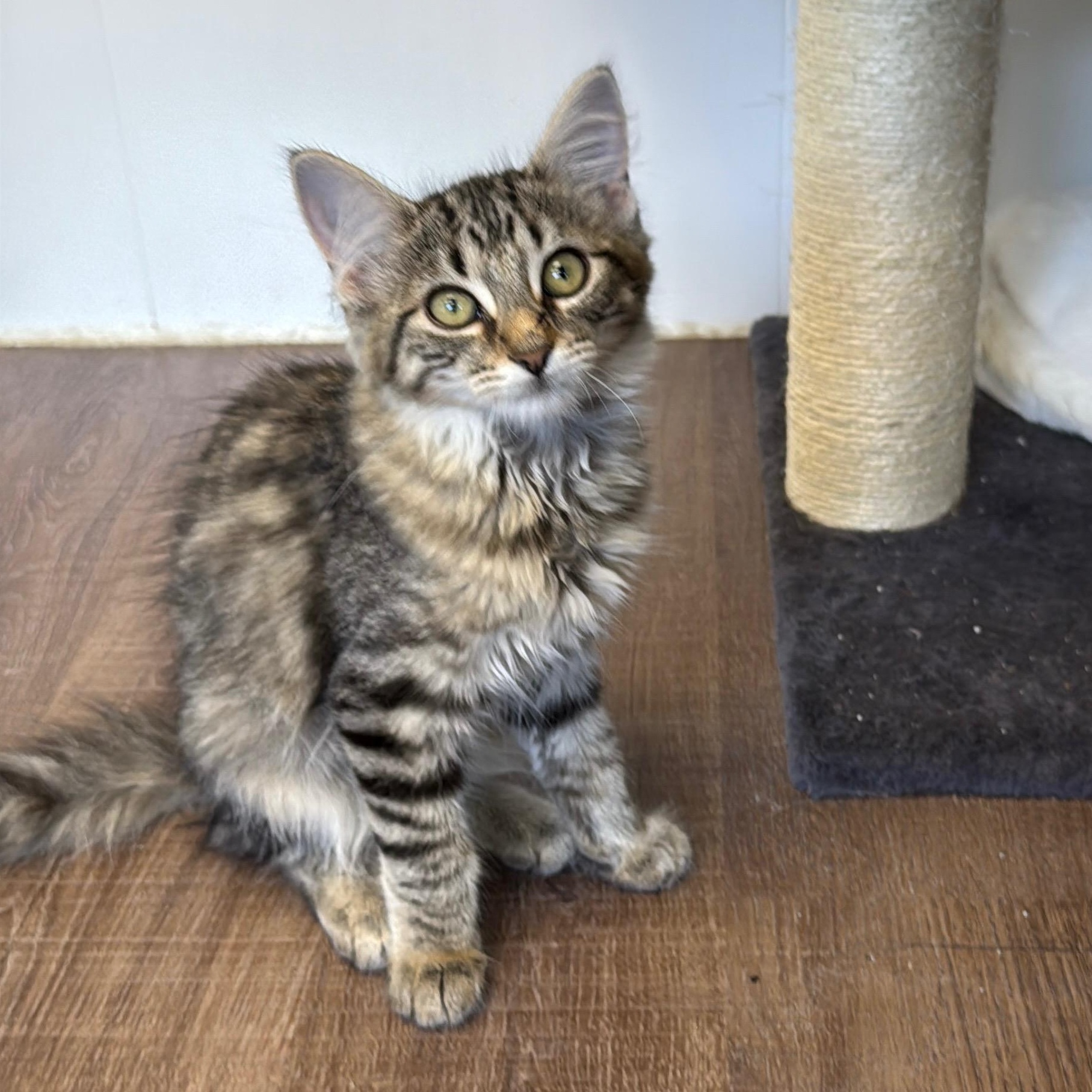Stream, ADOPTABLE, Young Female Domestic Long Hair.