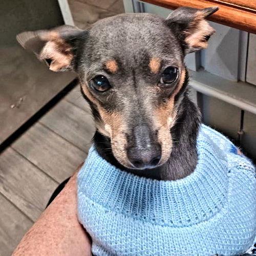 Enlarge Blu Belle, a Adopted mixed breed in Rutherfordton, NC image 1/3