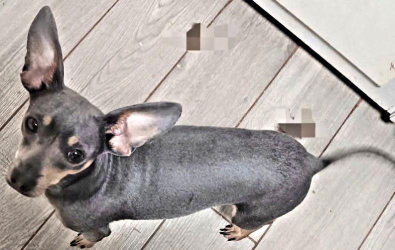 Enlarge Blu Belle, a Adopted mixed breed in Rutherfordton, NC image 2/3