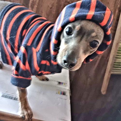 Enlarge Blu Belle, a Adopted mixed breed in Rutherfordton, NC image 3/3