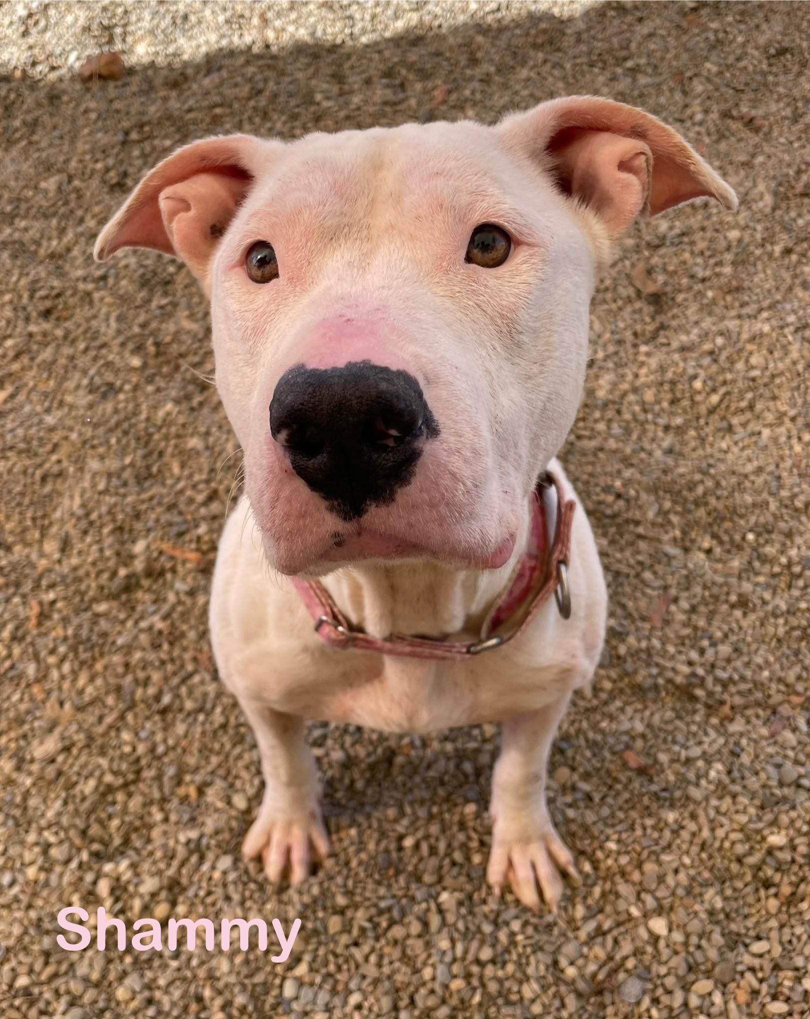 Enlarge Shammy AVAILABLE, a Adoptable American Bully in Canton, OH image 1/5