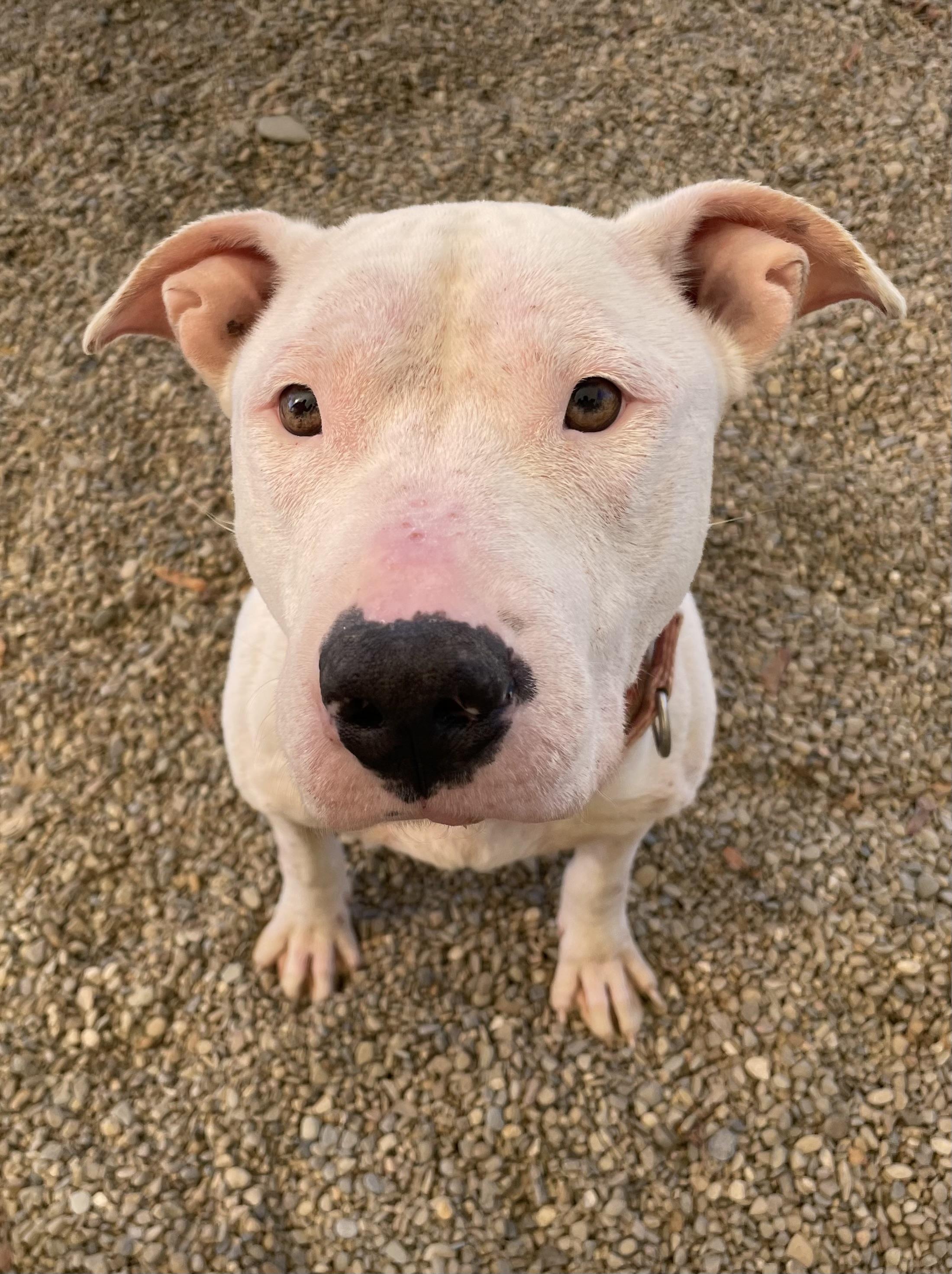 Enlarge Shammy AVAILABLE, a Adoptable American Bully in Canton, OH image 2/5