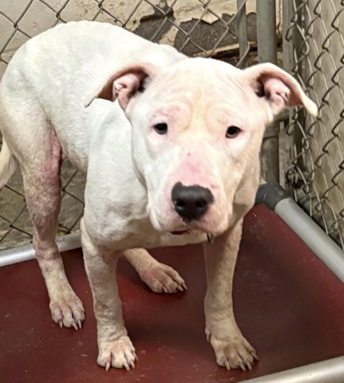 Enlarge Shammy AVAILABLE, a Adoptable American Bully in Canton, OH image 5/5