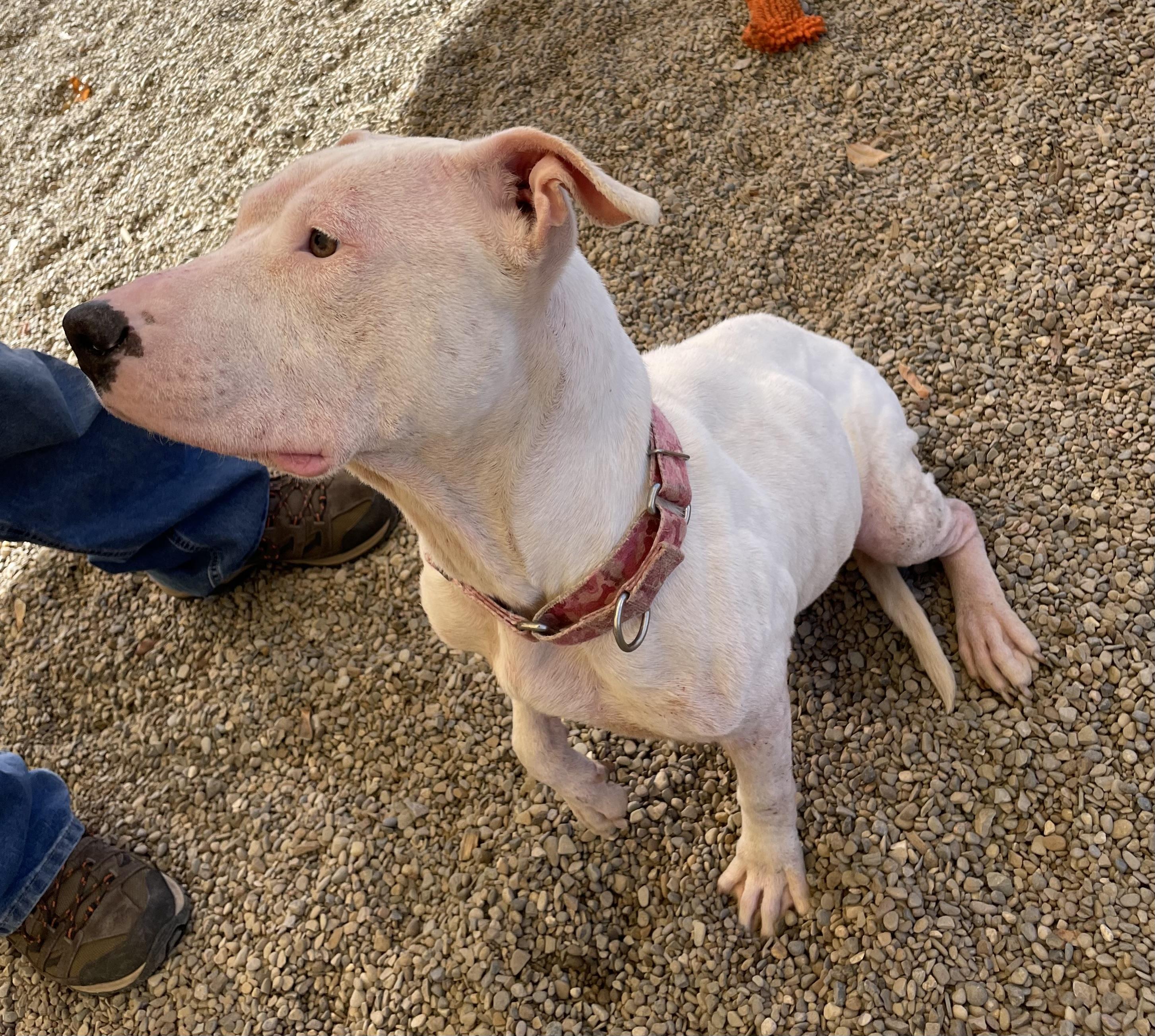 Enlarge Shammy AVAILABLE, a Adoptable American Bully in Canton, OH image 4/5