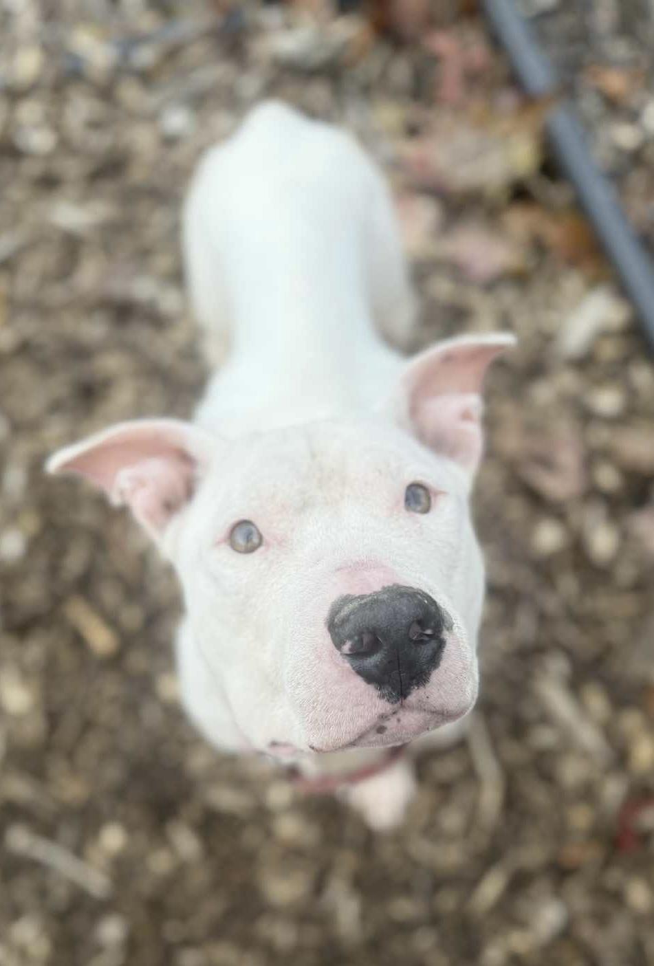 Enlarge Shammy AVAILABLE, a Adoptable American Bully in Canton, OH image 3/5