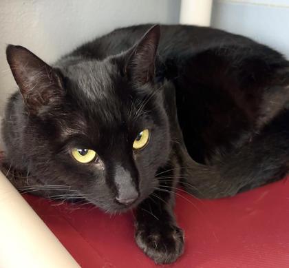 Buddy 172-26, Adoptable, Adult Male Domestic Short Hair & Domestic Short Hair.