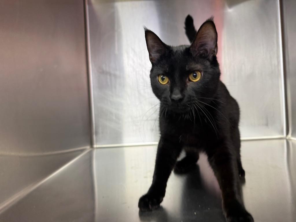 Enlarge Pancake, a Adoptable mixed breed in Murray, KY image 1/1