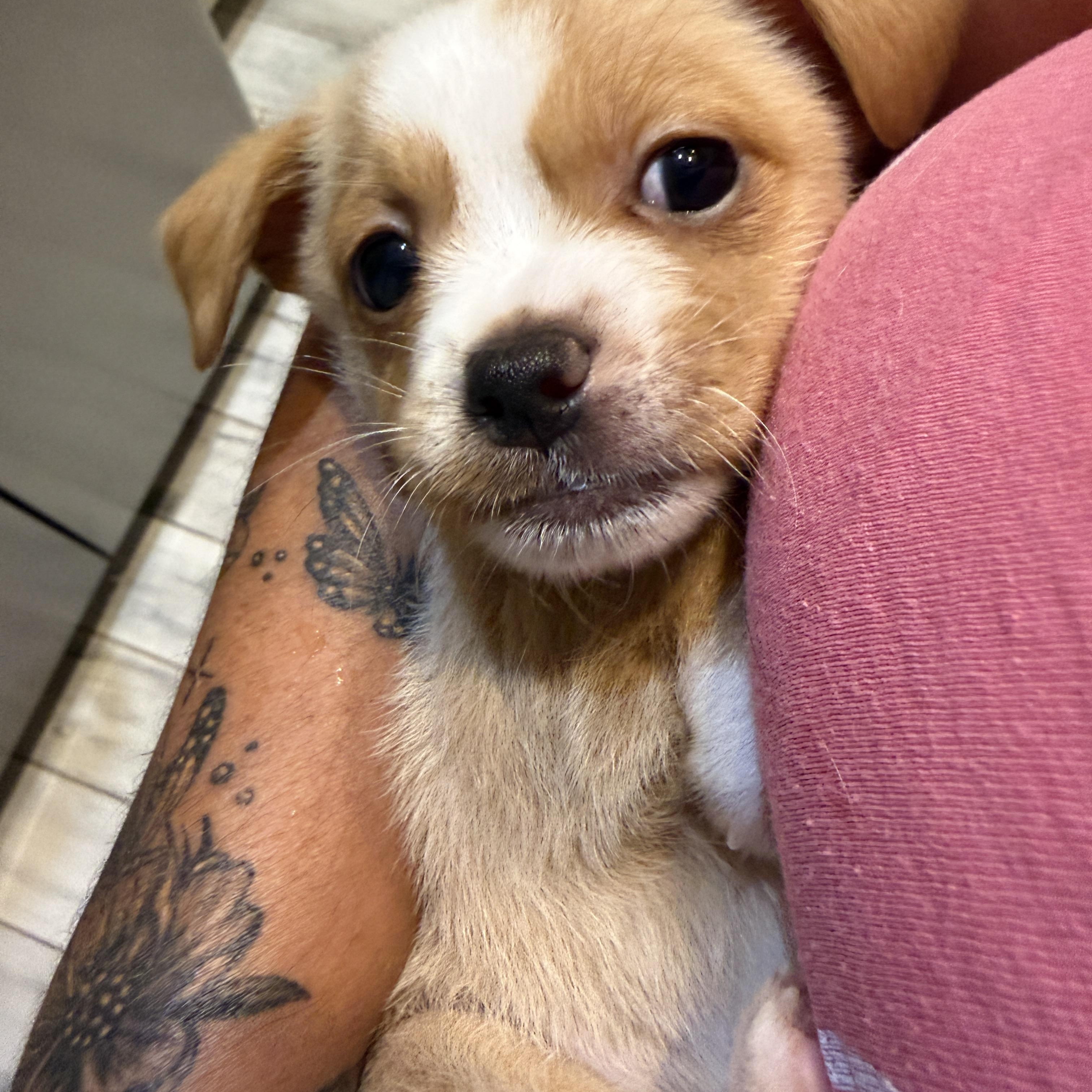 Enlarge Crispin, a Adoptable mixed breed in LEHIGH ACRES, FL image 4/4
