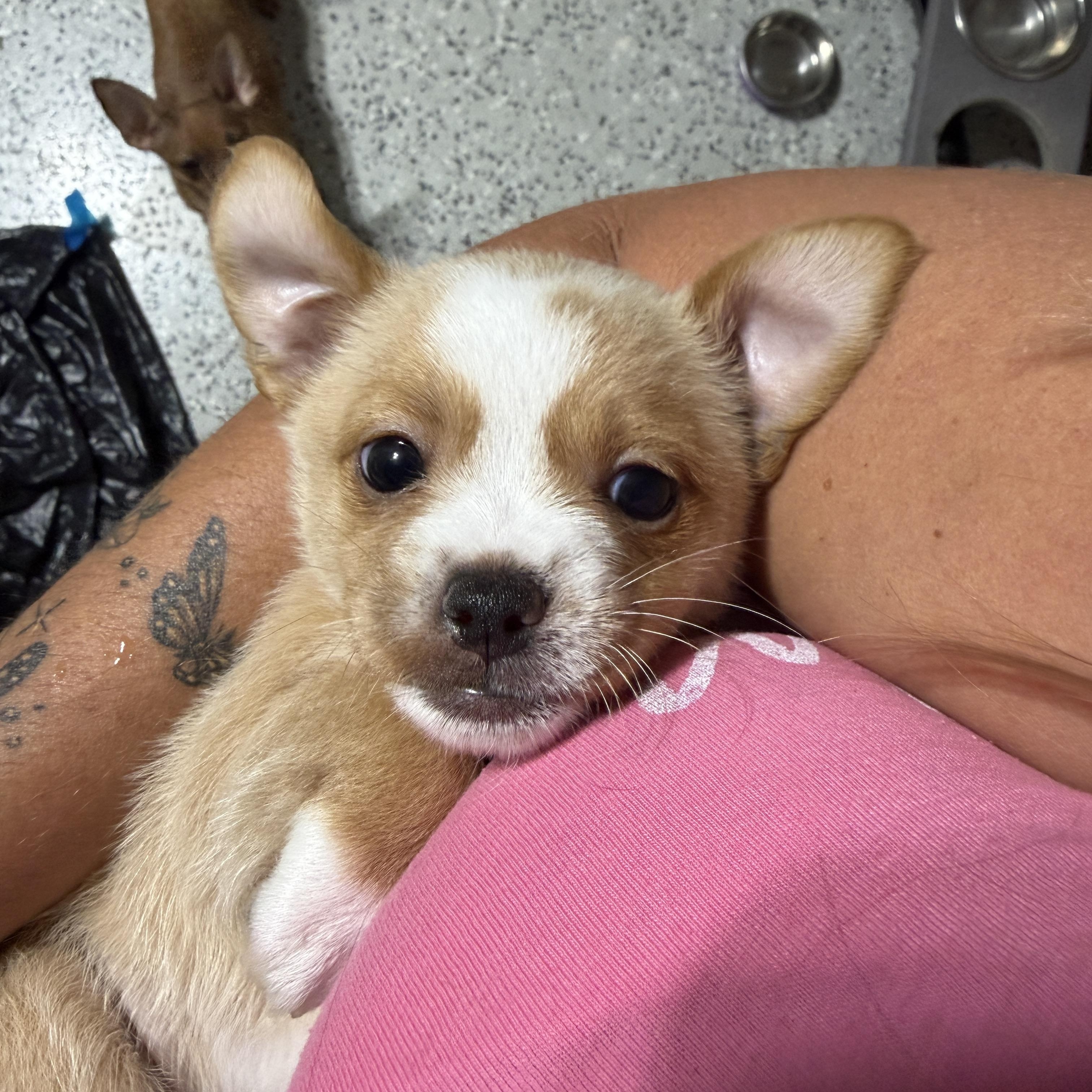 Enlarge Crispin, a Adoptable mixed breed in LEHIGH ACRES, FL image 3/4