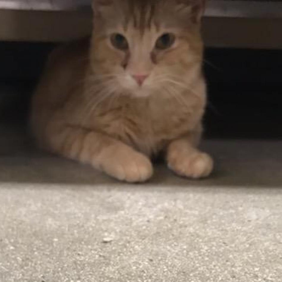 Henry (fka Hendrix) — thumbnail 2