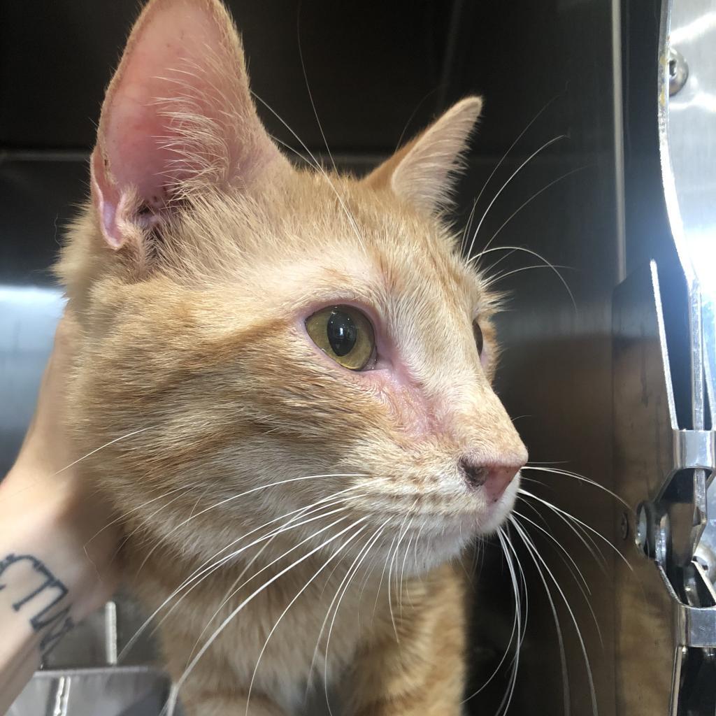 Henry (fka Hendrix) — thumbnail 3