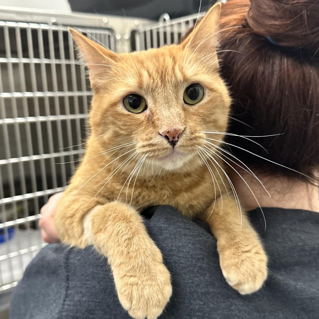 Henry (fka Hendrix) — thumbnail 4