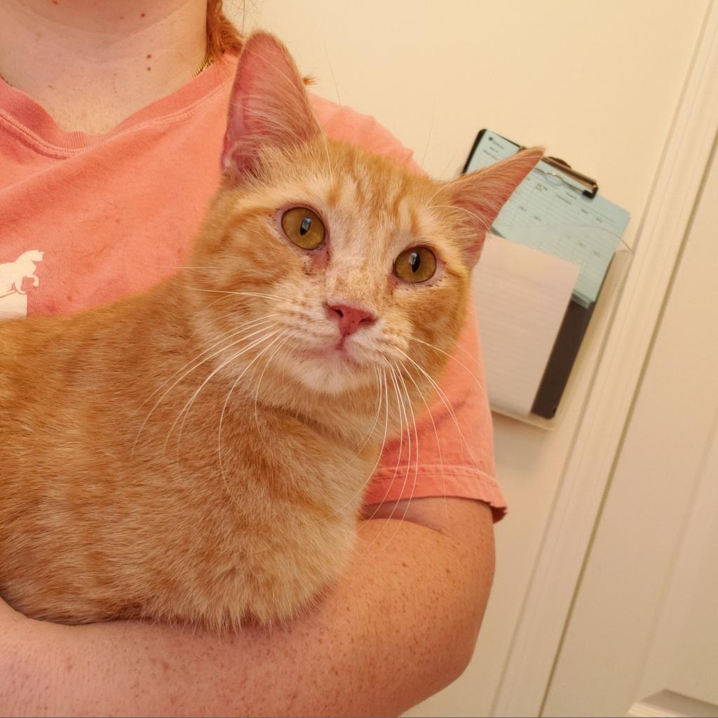 Henry (fka Hendrix) — thumbnail 5