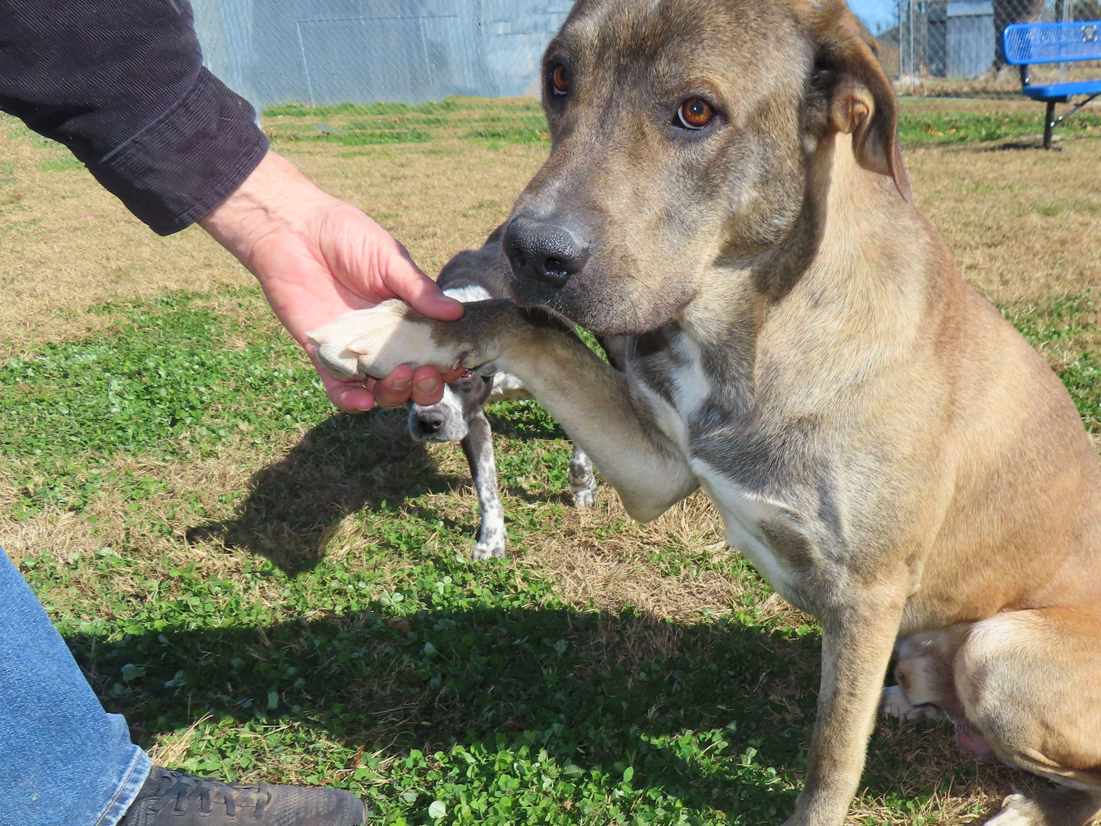 Marmaduke 25C-281, Adoptable, Young Male Labrador Retriever & Great Dane.