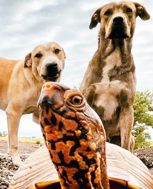 Marmaduke 25C-281, a Adoptable mixed breed in Rogers, AR image 2/5