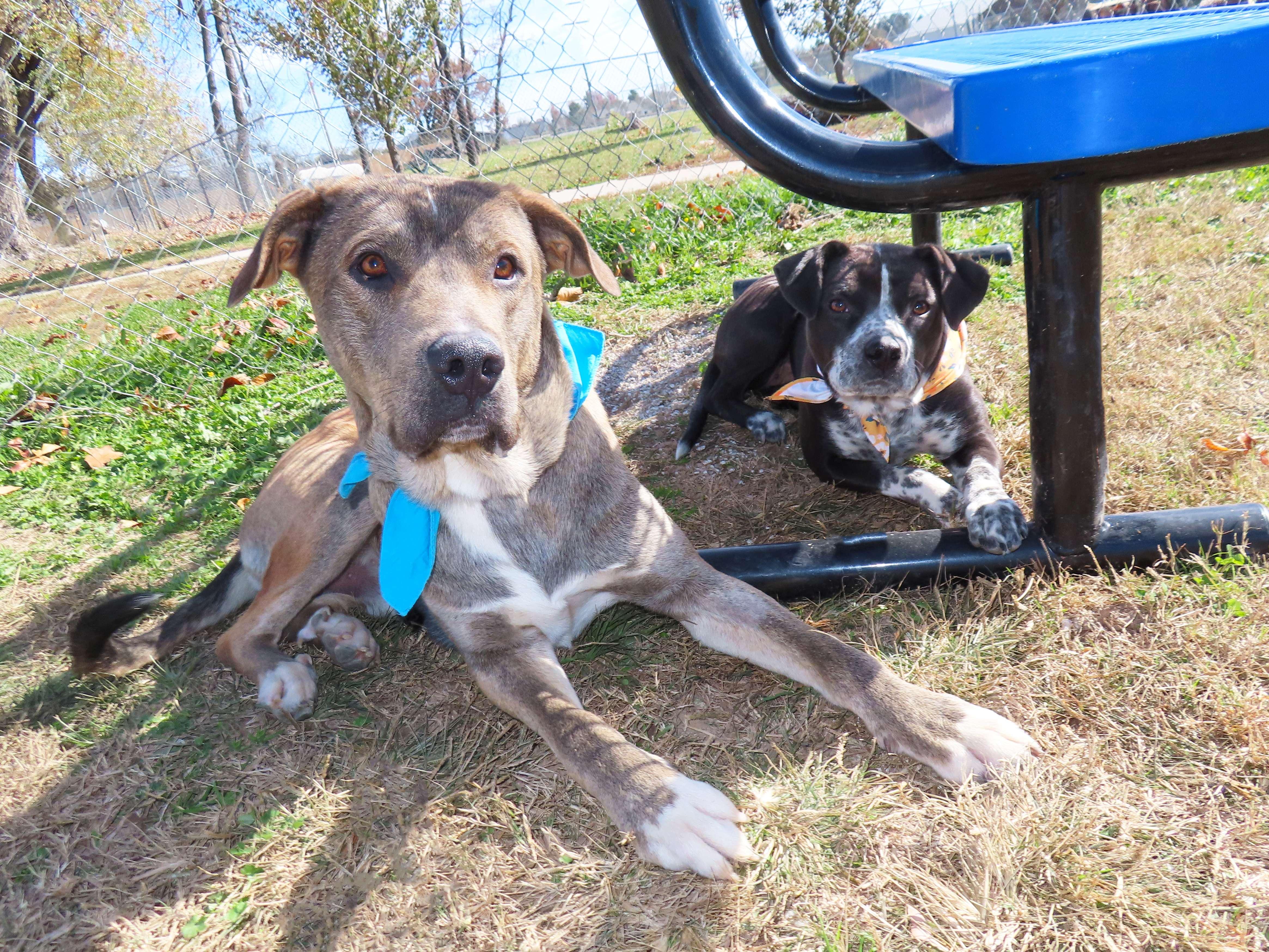 Marmaduke 25C-281, a Adoptable mixed breed in Rogers, AR image 3/5