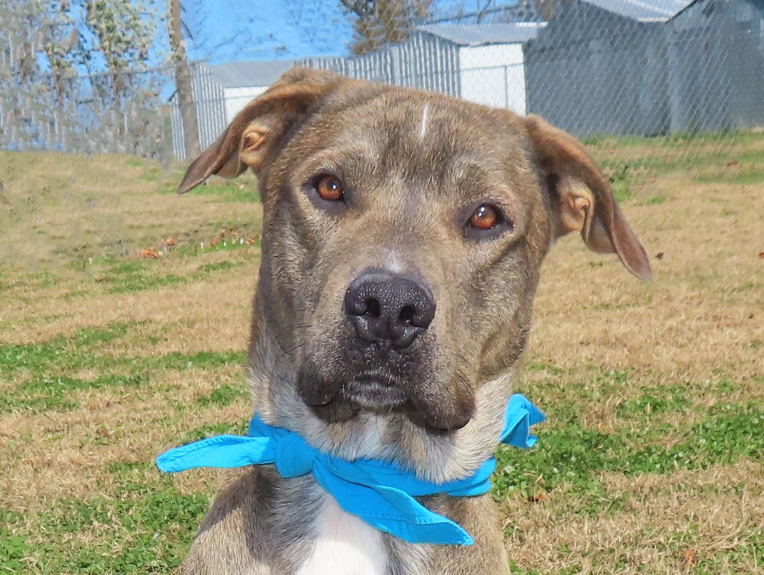 Marmaduke 25C-281, a Adoptable mixed breed in Rogers, AR image 4/5