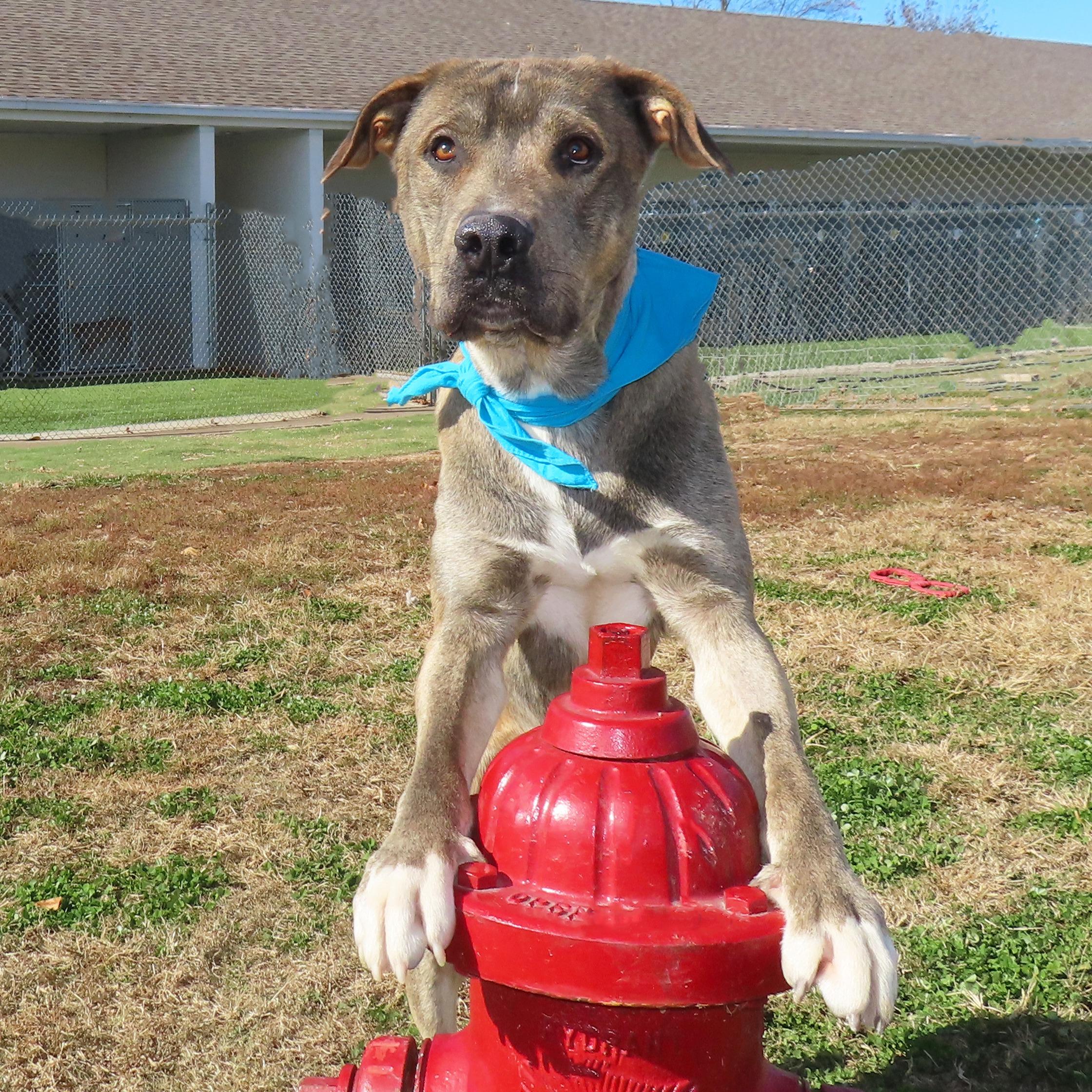 Marmaduke 25C-281, a Adoptable mixed breed in Rogers, AR image 5/5
