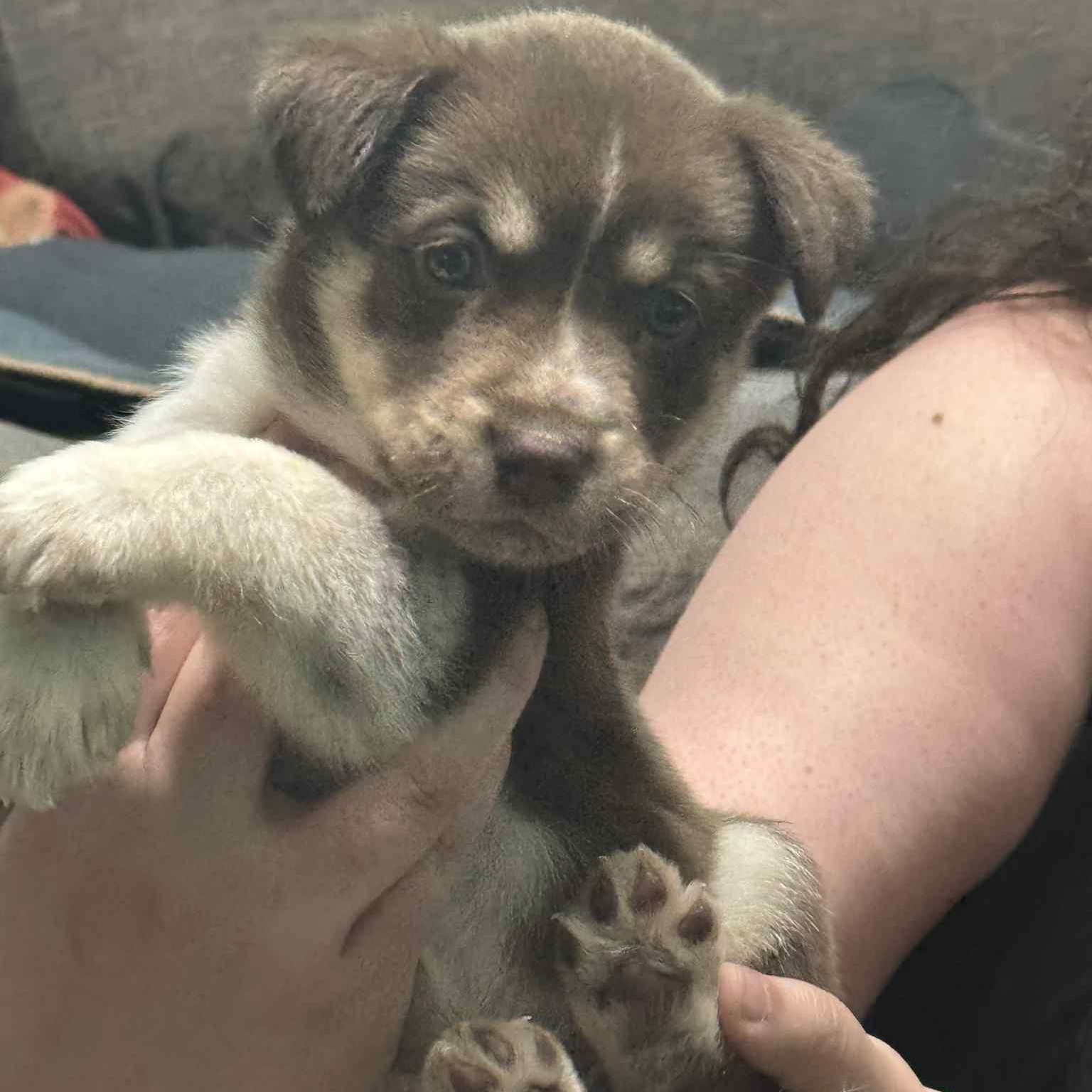 Shepherd Puppy Husky German Pitbull Husky Mix Puppies Price