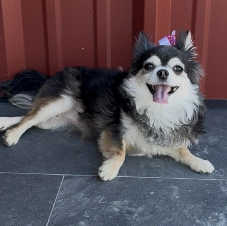 Enlarge BELLA is only 5.5 pounds, a Adoptable Chihuahua in Kaufman, TX image 5/5