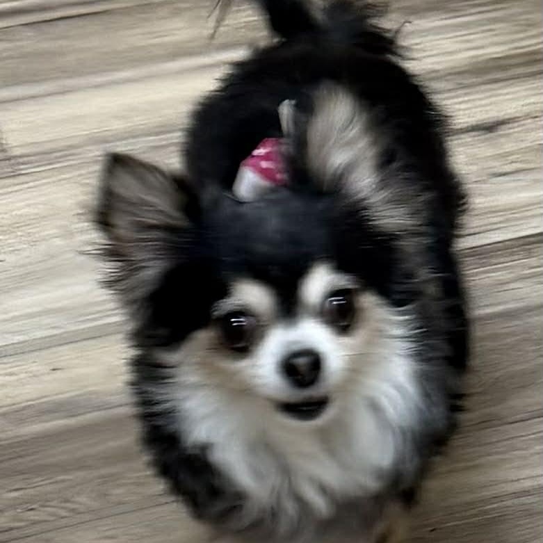 Enlarge BELLA is only 5.5 pounds, a Adoptable Chihuahua in Kaufman, TX image 3/5