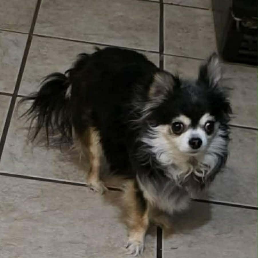 Enlarge BELLA is only 5.5 pounds, a Adoptable Chihuahua in Kaufman, TX image 2/5