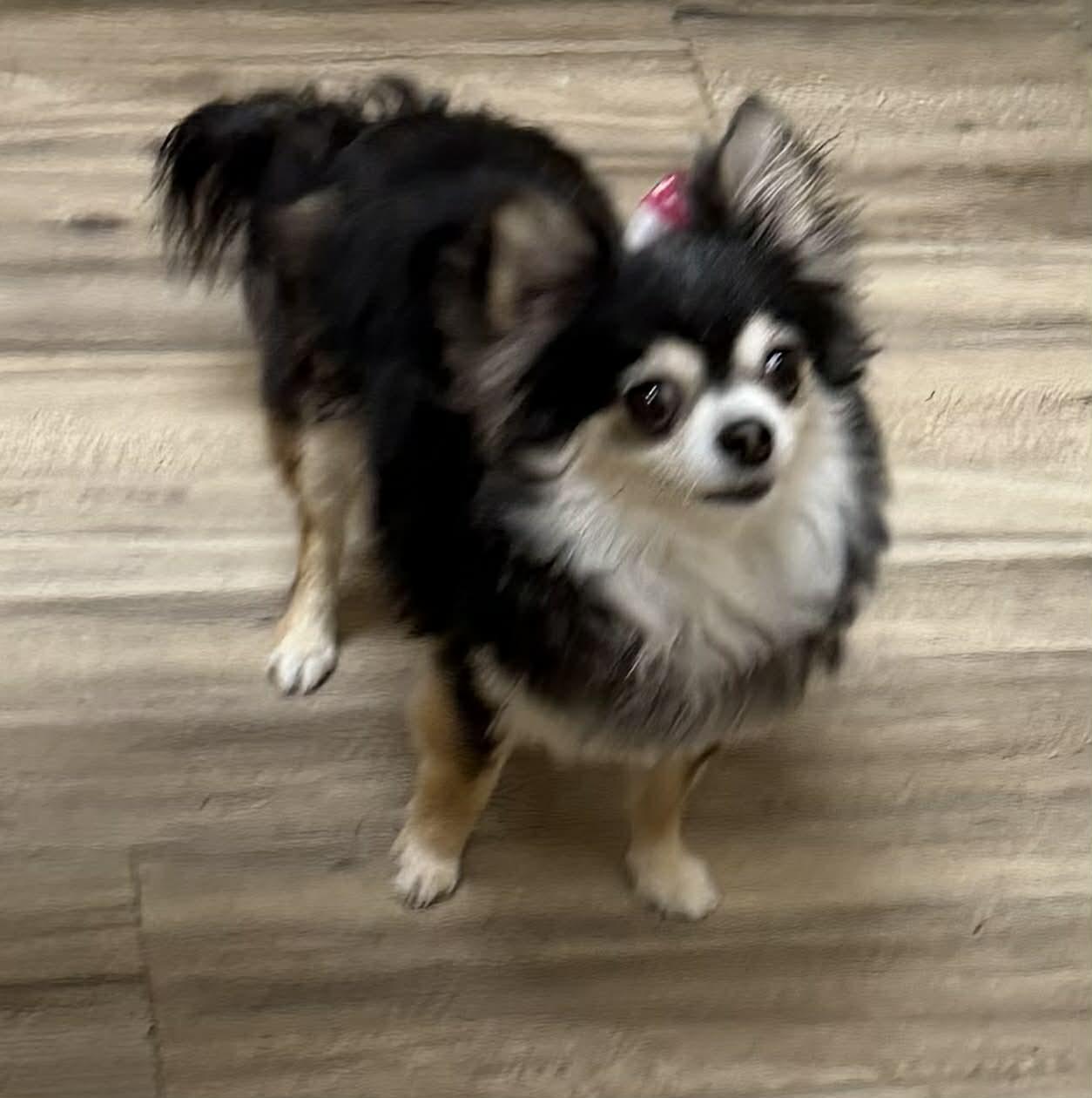 Enlarge BELLA is only 5.5 pounds, a Adoptable Chihuahua in Kaufman, TX image 4/5